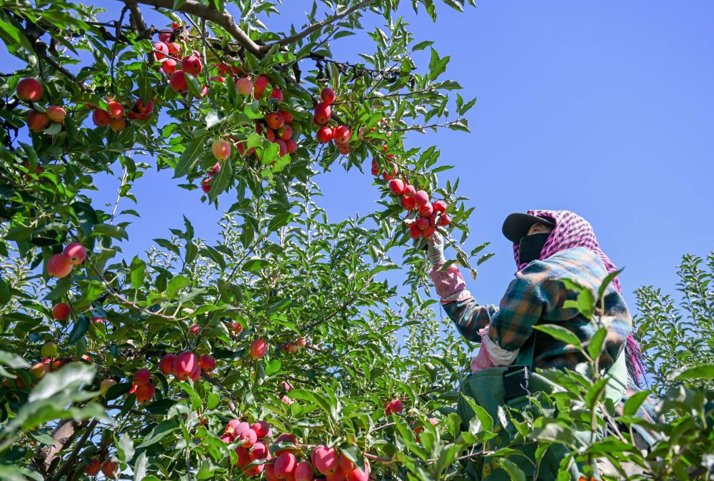 牢牢守住不發(fā)生規(guī)模性返貧致貧底線(xiàn)——西部脫貧地區(qū)“5年過(guò)渡期”一線(xiàn)觀察