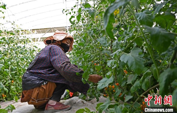 圖為巴珍在地里勞作?！≮w朗 攝