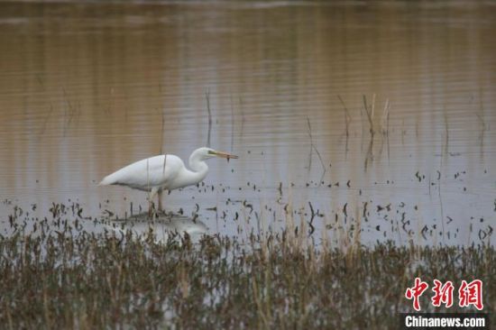 圖為大白鷺?？婶斂撕?托素湖自然保護區(qū)服務中心供圖 　　