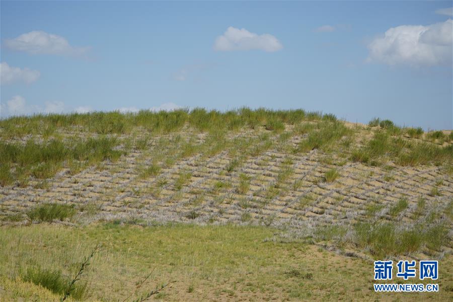 （決戰(zhàn)決勝脫貧攻堅(jiān)·圖文互動(dòng)）（3）高原鄉(xiāng)鎮(zhèn)沙珠玉 治沙斗貧成“綠海”——青海省共和縣沙珠玉鄉(xiāng)采訪見聞