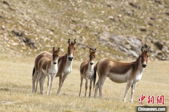 圖為三江源國家公園資料圖。三江源國家公園管理局供圖 　　