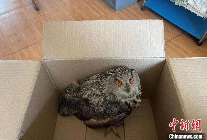 圖為青海省西寧市大通縣公安局森林警察大隊(duì)民警救助的國家二級(jí)保護(hù)野生動(dòng)物——雕鸮。　青海省公安廳森林警察總隊(duì)供圖 攝