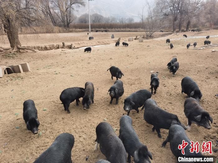 圖為藏香豬?！∑钤鲚?攝