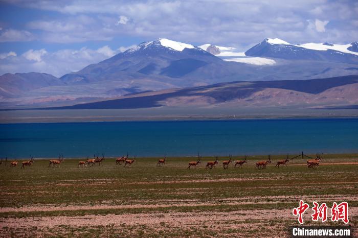 從317國道遠(yuǎn)眺達(dá)則錯，湖岸藏羚羊與雪山美景令人矚目?！?lt;a target='_blank' ><p  align=