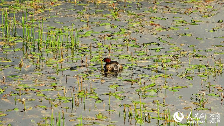 納帕海濕地內(nèi)遷徙停留的鳥。呂昊辰攝