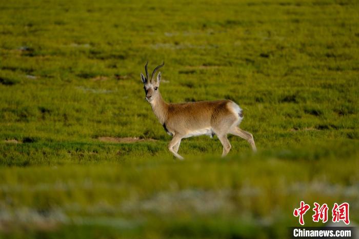 圖為西藏納木錯湖邊的藏原羚休閑覓食?！〗w波 攝