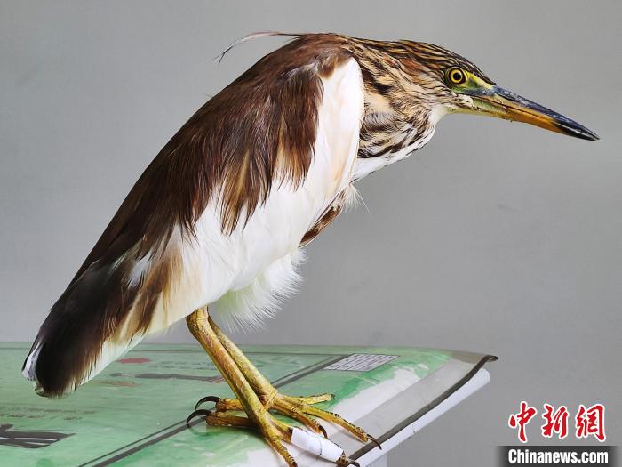 圖為被救助的國家一級重點保護(hù)動物池鷺。　柳澤田 攝