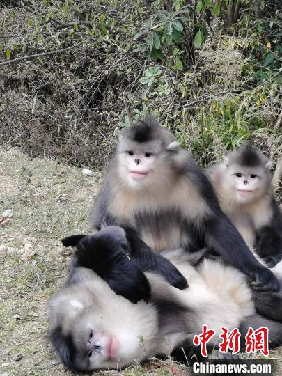 云南維西:護(hù)生態(tài)留“國(guó)寶”旅游業(yè)漸熱