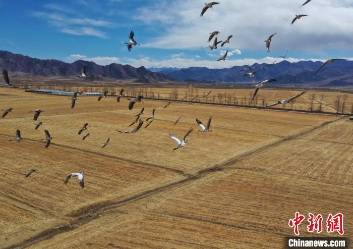 圖為黑頸鶴在拉薩市林周縣境內(nèi)飛翔?！∝暩聛?lái)松 攝