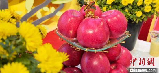2021年10月15日，中國(guó)蘋果首屆產(chǎn)銷峰會(huì)暨甘肅平?jīng)龉焚Q(mào)易大會(huì)在平?jīng)鍪徐o寧縣開幕。(資料圖) 魏建軍 攝