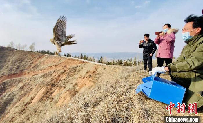 青海：救助、放歸四只國(guó)家二級(jí)保護(hù)野生動(dòng)物