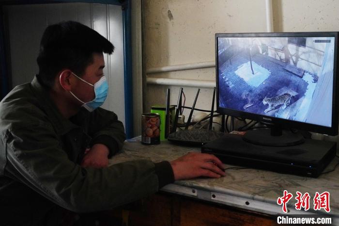 圖為雪豹“奶爸”史壽軍通過監(jiān)控察看雪豹情況?！●R銘言 攝
