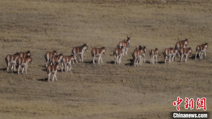 圖為草地上的西藏野驢?！“簿S斌 攝