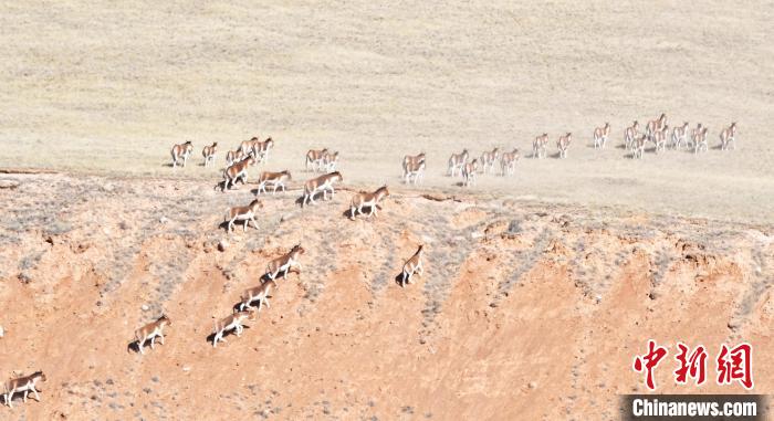 圖為西藏野驢奔跑在山間。　武雪峰 攝