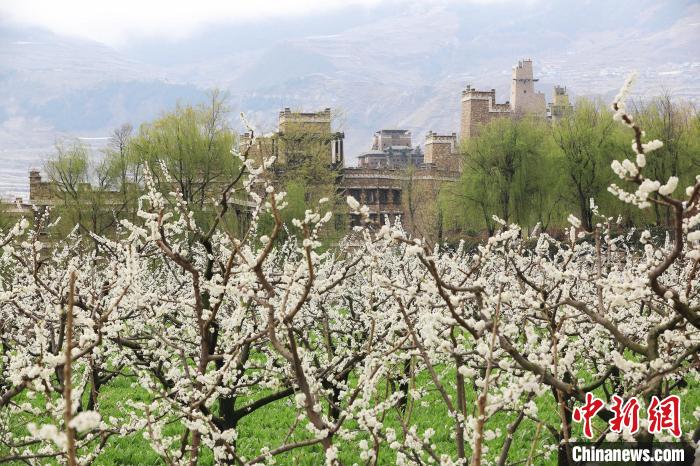 潔白的李花與村寨交相輝映，勾勒出一幅美麗的和諧生態(tài)畫卷?！『吻搴?攝