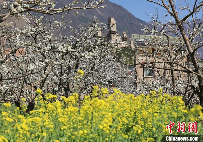 潔白的李花與村寨交相輝映，勾勒出一幅美麗的和諧生態(tài)畫卷。　何清海 攝