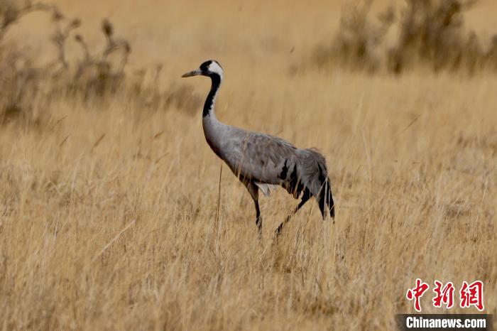 圖為灰鶴在青海海西蒙古族藏族自治州都蘭縣巴隆地區(qū)“閑庭漫步”?！?松太加 攝