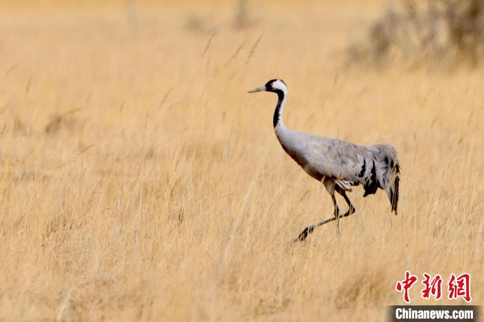 圖為灰鶴在青海海西蒙古族藏族自治州都蘭縣巴隆地區(qū)“閑庭漫步”?！?松太加 攝