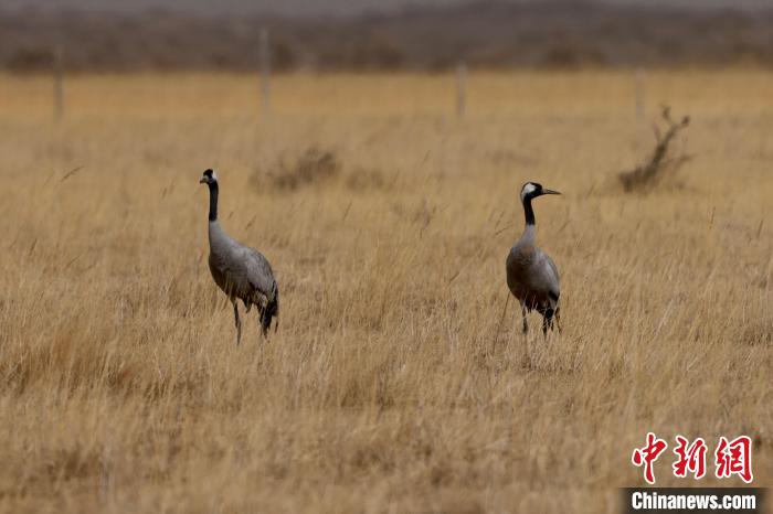 圖為灰鶴在青海海西蒙古族藏族自治州都蘭縣巴隆地區(qū)“閑庭漫步”?！?松太加 攝