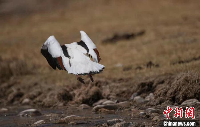 圖為翹鼻麻鴨?！」Π栽?攝