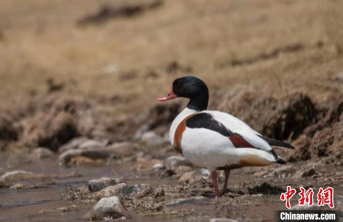 圖為翹鼻麻鴨?！」Π栽?攝
