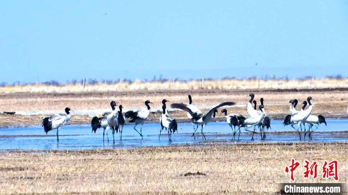 圖為成群的黑頸鶴“翩翩起舞”?！‘?dāng)智 攝