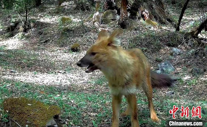 青?；ブ鄙搅謪^(qū)首次記錄到豺活動影像