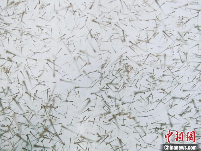 圖為魚苗?！?zhí)砀?攝