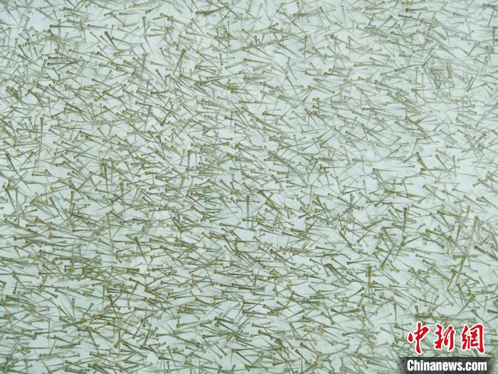 圖為密集培育的魚苗?！?zhí)砀?攝