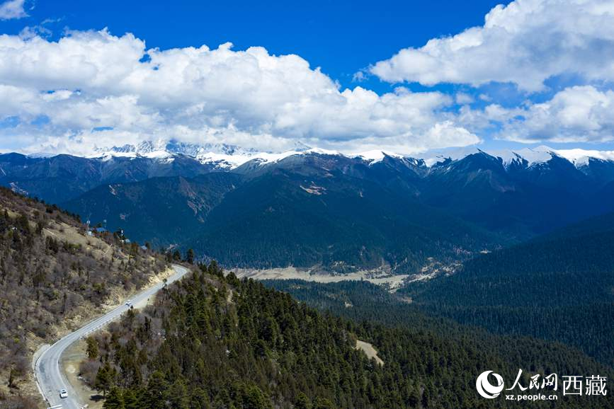 圖為在海拔4700多米的色季拉山，觀測從森林到草甸的多種植被類型。