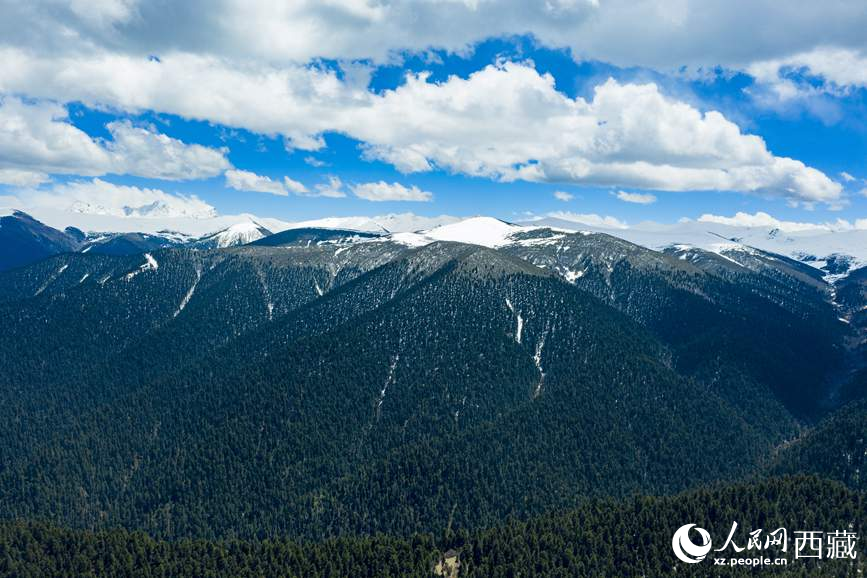 圖為在海拔4700多米的色季拉山，觀測從森林到草甸的多種植被類型。
