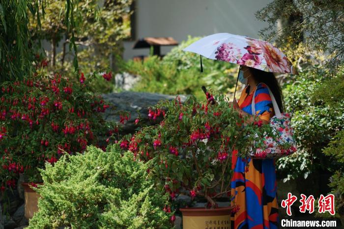 圖為市民在西寧園林植物園內(nèi)賞花拍照。　馬銘言 攝