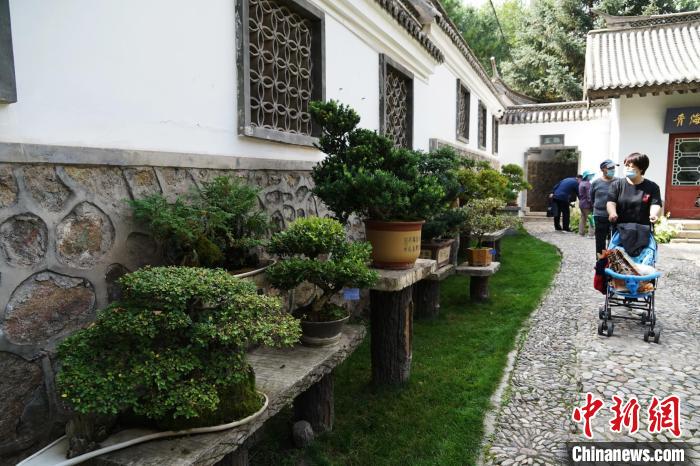 圖為市民在西寧園林植物園內(nèi)觀賞盆景?！●R銘言 攝