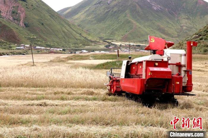 圖為秋收現(xiàn)場(chǎng)?！∮駱?shù)州委宣傳部供圖