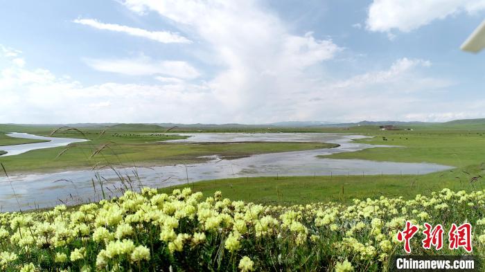 青海澤曲草原見聞：牛羊可“選美”，“生態(tài)畜牧”成招牌
