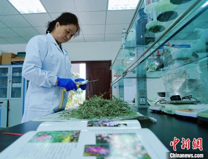 圖為張錦梅在實驗室工作。　馬銘言 攝