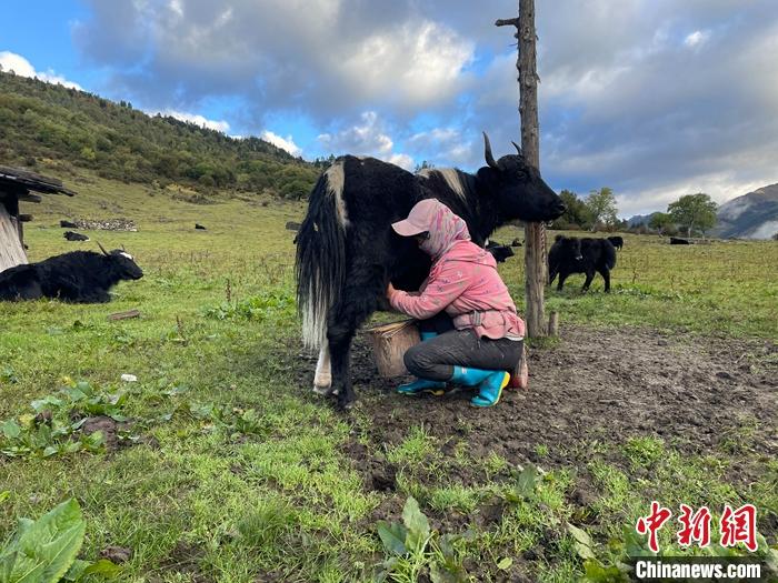 圖為9月27日早晨牧民擠牦牛奶。 <a target='_blank' href='/'><p  align=