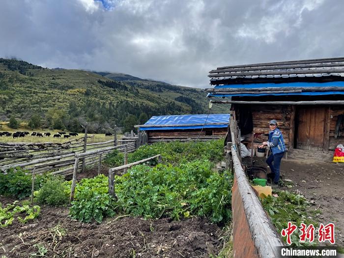 圖為9月27日牧民的牧屋和菜園子。 <a target='_blank' href='/'><p  align=