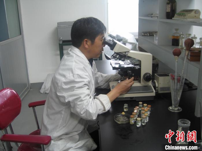 資料圖為研究團隊進行實驗室寄生蟲分類鑒定?！?青海省畜牧獸醫(yī)科學院供圖