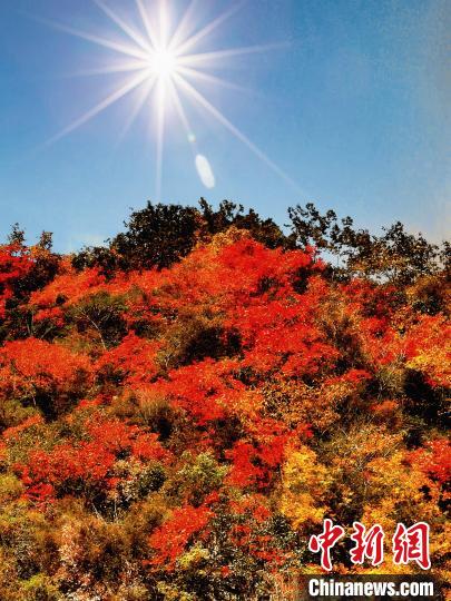 萬(wàn)源市紅葉似火?！≈炱桨?攝