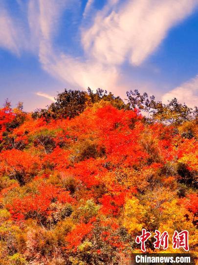 萬(wàn)源深秋紅葉似火。　朱平安 　攝