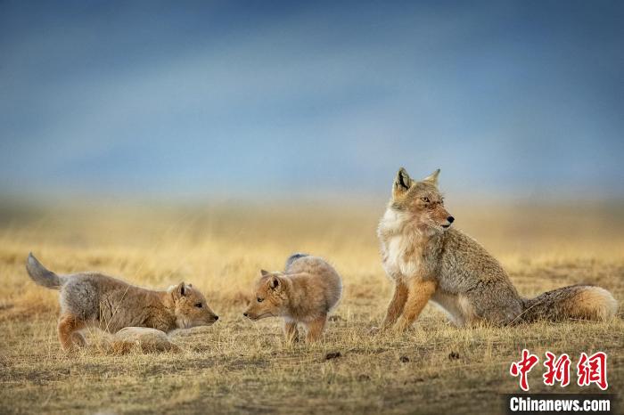 圖為焦生福的作品《居安思危》?！∏嗪Ｊ∑钸B山自然保護(hù)協(xié)會(huì)供圖