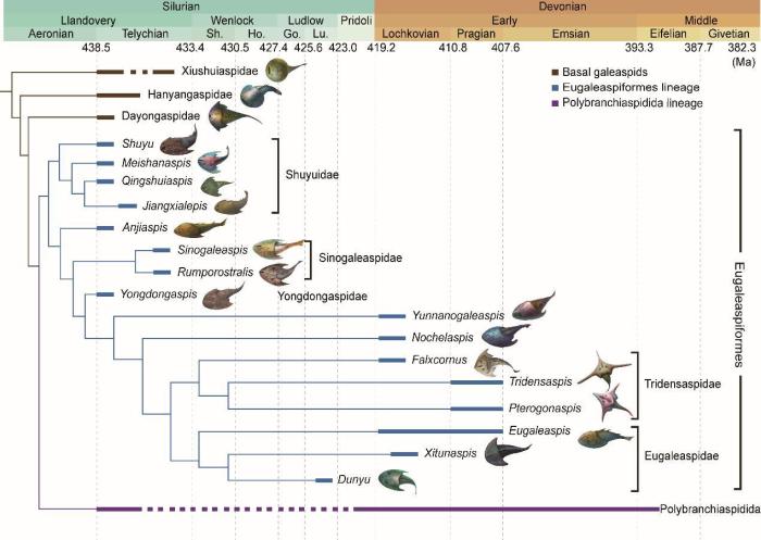 盔甲魚類的系統(tǒng)發(fā)育關系及地史分布。　中科院古脊椎所 供圖