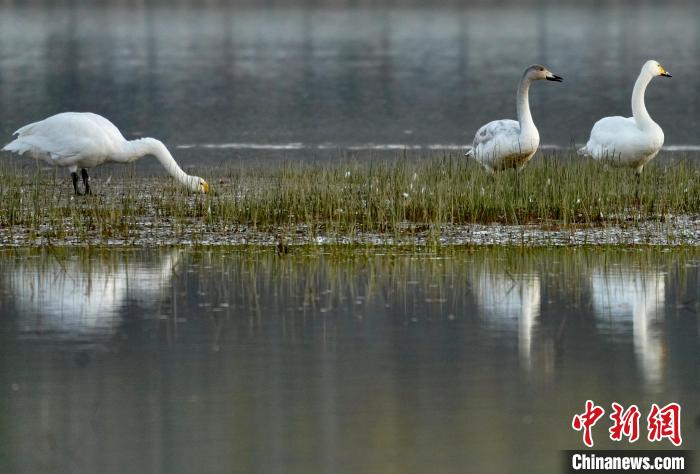 圖為三只大天鵝在黃河灘地嬉戲?！±钣穹?攝