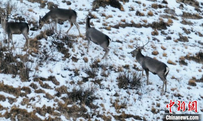 圖為巖羊和馬鹿集體覓食?！《继m縣融媒體中心 供圖
