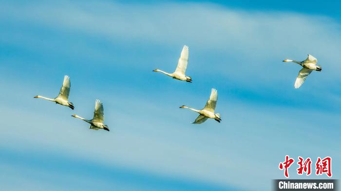 圖為天鵝在空中飛翔?！『螁⒔?攝