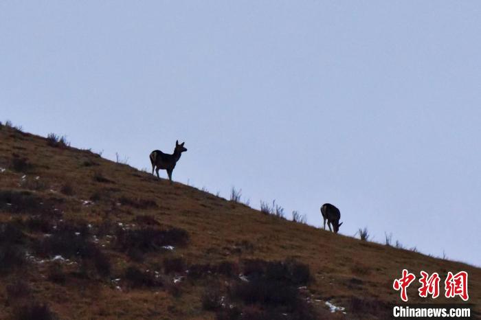 圖為馬鹿在山坡上覓食。　才仁 攝