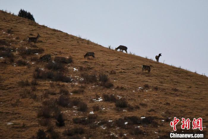圖為馬鹿群在山坡上覓食?！〔湃?攝