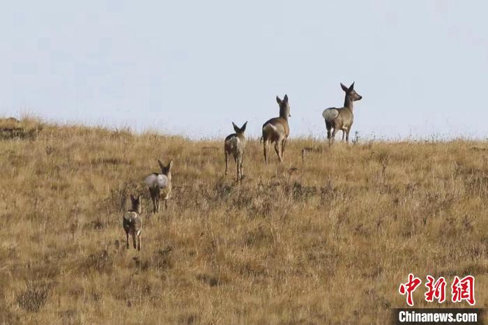 圖為狍鹿在山間漫步。　才項南加 攝