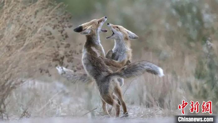 圖為同海元的作品《第一回合》?！∏嗪Ｊ∑钸B山自然保護(hù)協(xié)會(huì)供圖